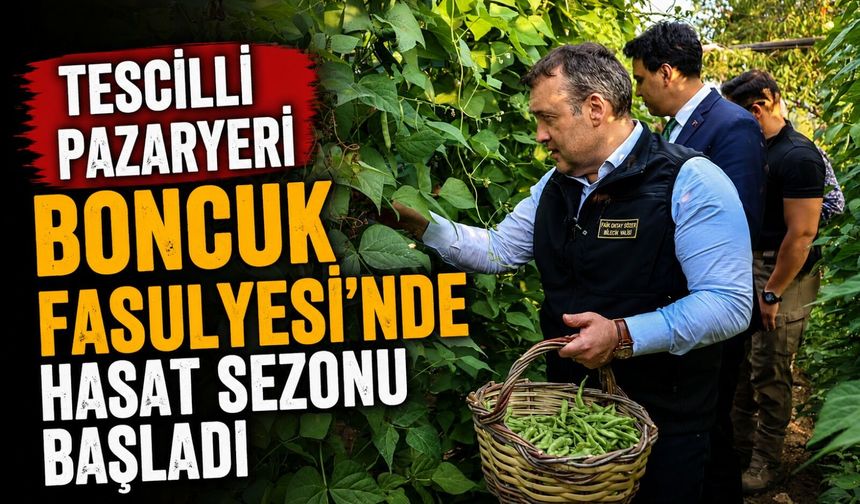 TESCİLLİ PAZARYERİ BONCUK FASULYESİ'NDE HASAT SEZONU BAŞLADI