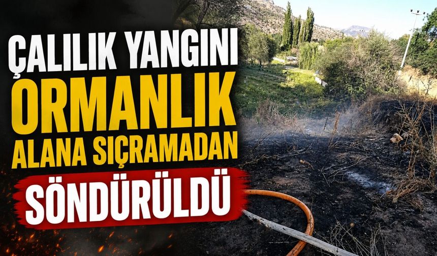 ÇALILIK YANGINI ORMANLIK ALANA SIÇRAMADAN SÖNDÜRÜLDÜ