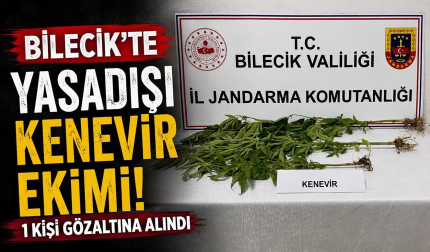 YASADIŞI KENEVİR EKİMİ ORTAYA ÇIKARILDI