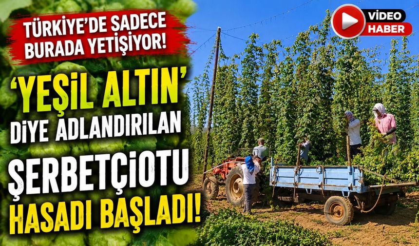 TÜRKİYE'DE SADECE BURADA YETİŞİYOR