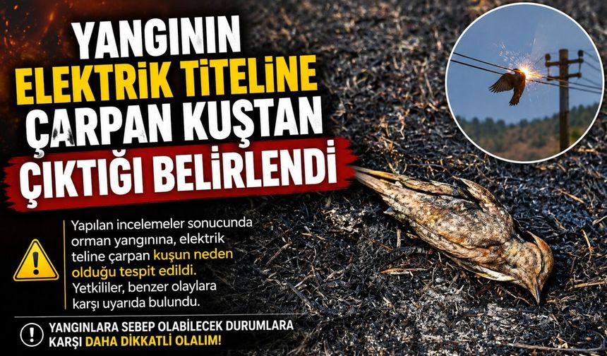 YANGININ ELEKTRİK TELİNE ÇARPAN KUŞTAN ÇIKTIĞI BELİRLENDİ