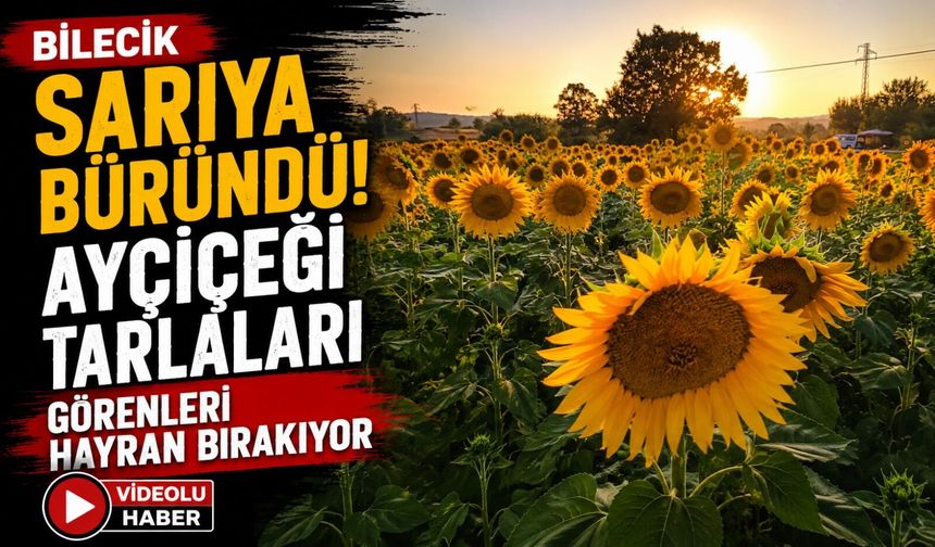 SARIYA BÜRÜNDÜ, AYÇİÇEĞİ TARLALARI GÖRENLERİ HAYRAN BIRAKIYOR
