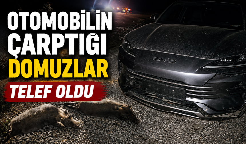 OTOMOBİLİN ÇARPTIĞI DOMUZLAR TELEF OLDU
