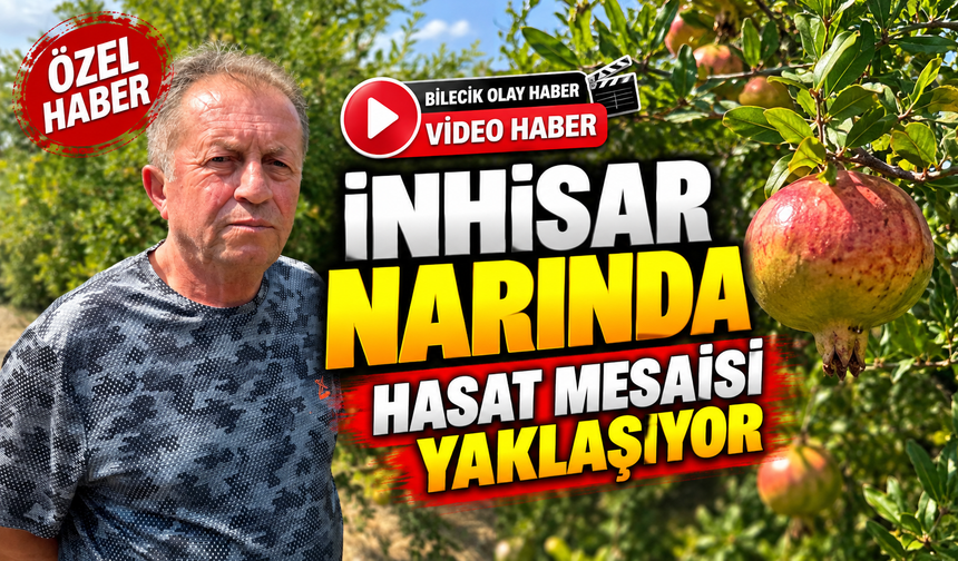 İNHİSAR NARINDA HASAT MESAİSİ YAKLAŞIYOR