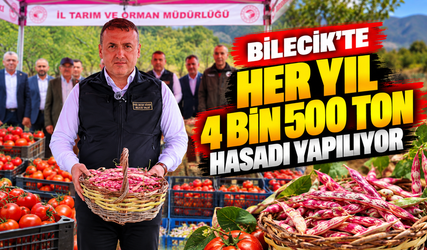 BİLECİK'TE HER YIL 4 BİN 500 TON TAZE BARBUNYA HASADI YAPILIYOR