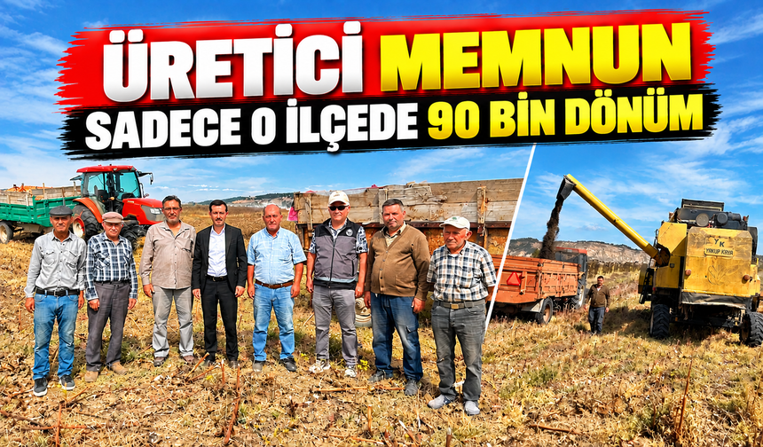 BİLECİK'TE 90 BİN DÖNÜMDE AYÇİÇEĞİ HASADI