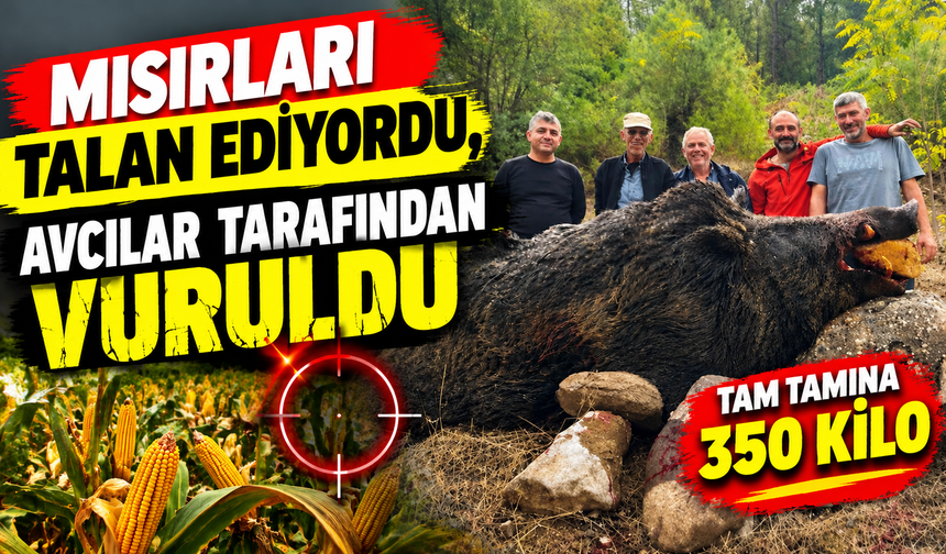BİLECİK'TE MISIRLARI TALAN EDEN 350 KİLOLUK DEV DOMUZ AVCILAR TARAFINDAN VURULDU