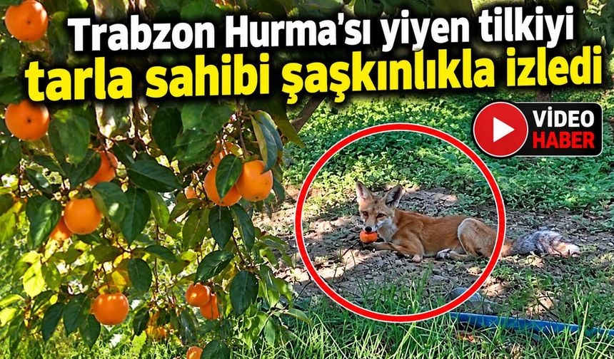 'TRABZON HURMA'SI YİYEN TİLKİYİ TARLA SAHİBİ ŞAŞKINLIKLA İZLEDİ
