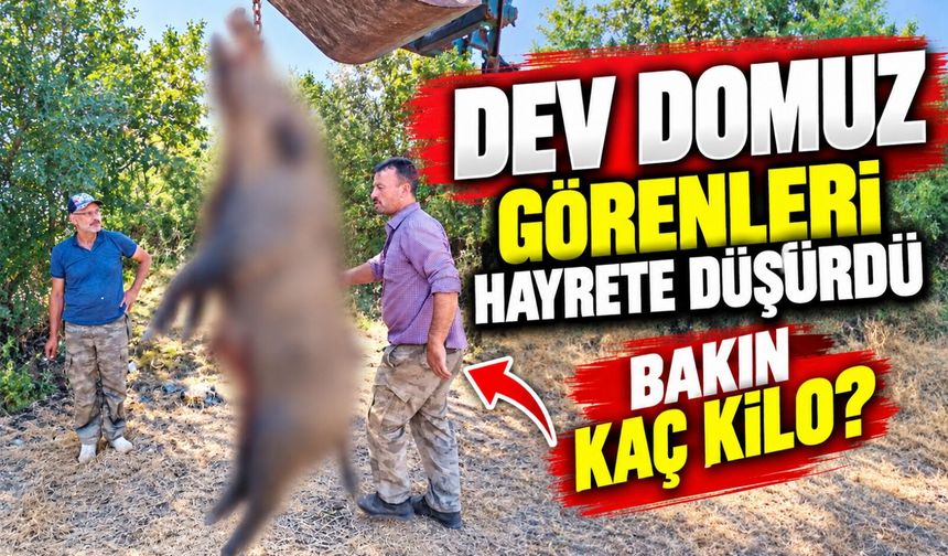 285 KİLOLUK DEV DOMUZ GÖRENLERİ HAYRETE DÜŞÜRDÜ