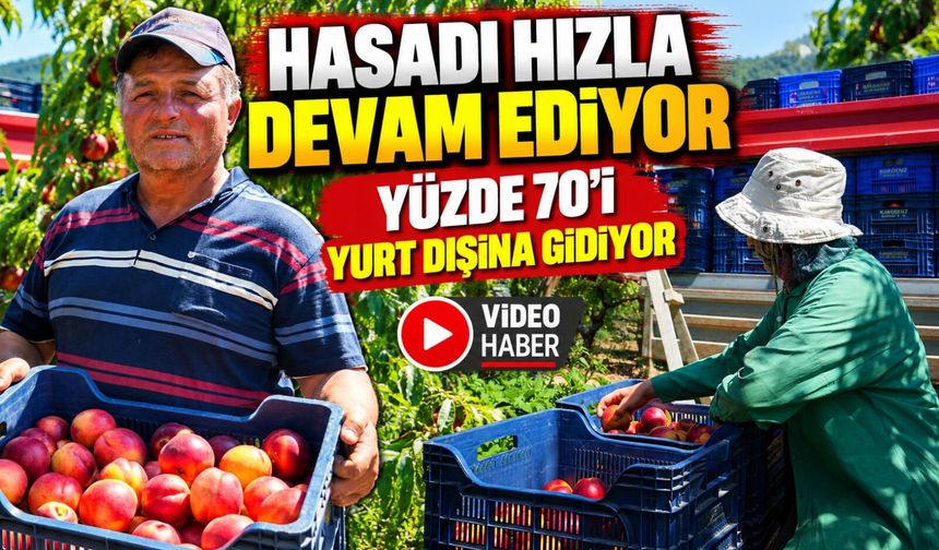 BU NEKTARİNİN YÜZDE 70'İ YURT DIŞINA GİDİYOR