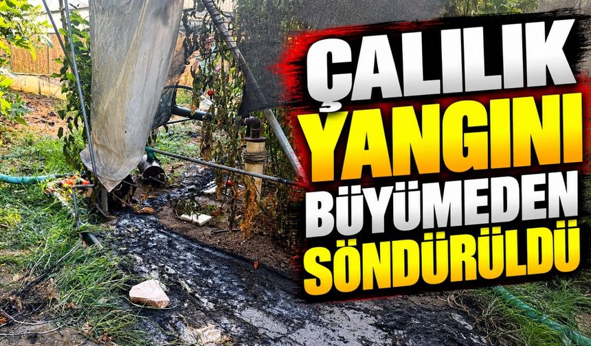 ÇALILIK YANGINI BÜYÜMEDEN SÖNDÜRÜLDÜ