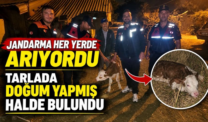 KAYIP BÜYÜKBAŞ HAYVAN, TARLADA DOĞUM YAPMIŞ HALDE BULUNDU