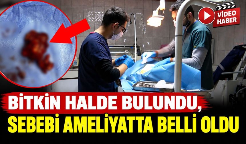MEME TÜMÖRÜ OPERASYONU GEÇİREN KÖPEK SAĞLIĞINA KAVUŞTU