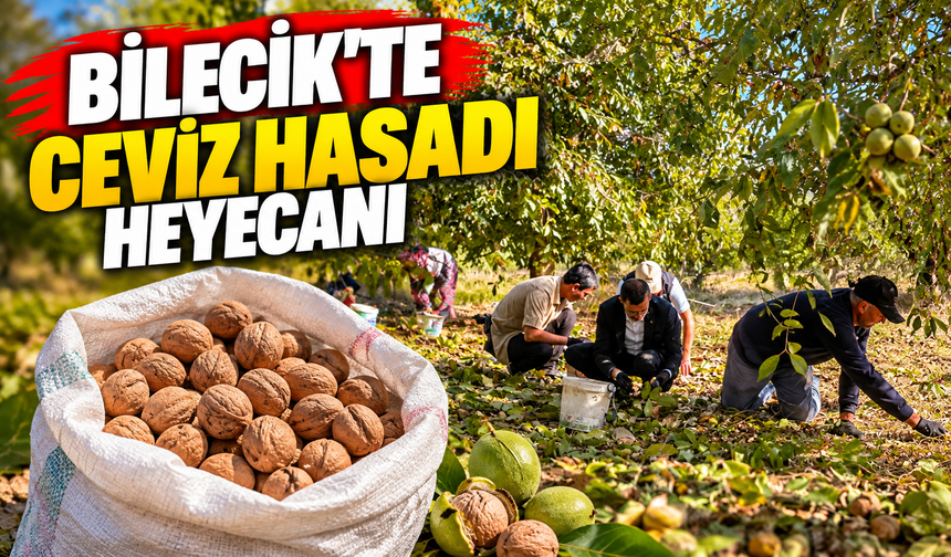 BİLECİK'TE CEVİZ HASADI HEYECANI