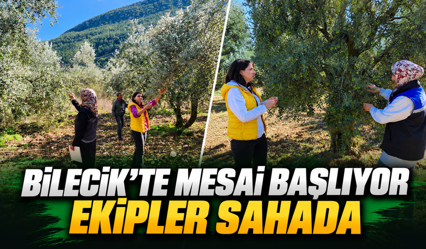 ZEYTİN VE ZEYTİNYAĞI REKOLTESİ İÇİN SAHA ÇALIŞMASI