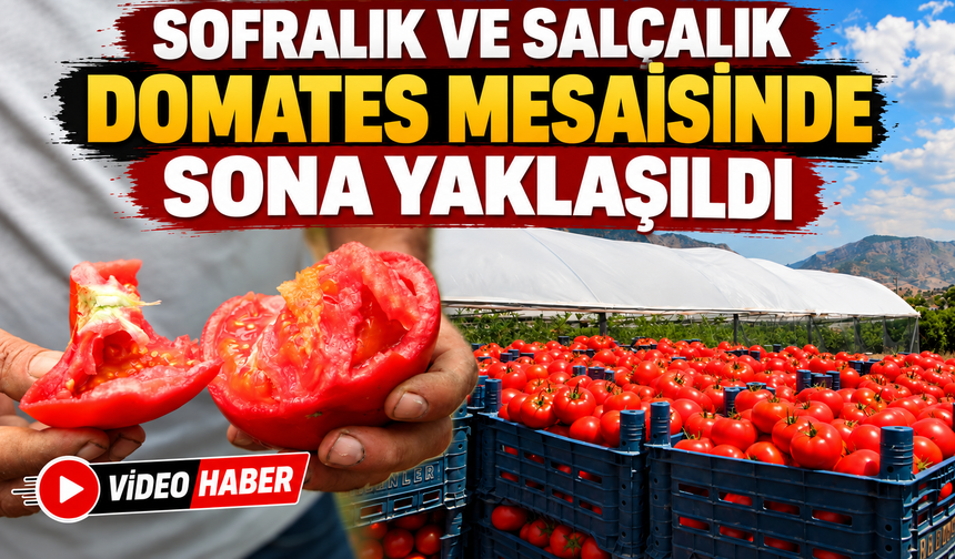 SOFRALIK VE SALÇALIK DOMATES MESAİSİNDE SONA GELİNDİ