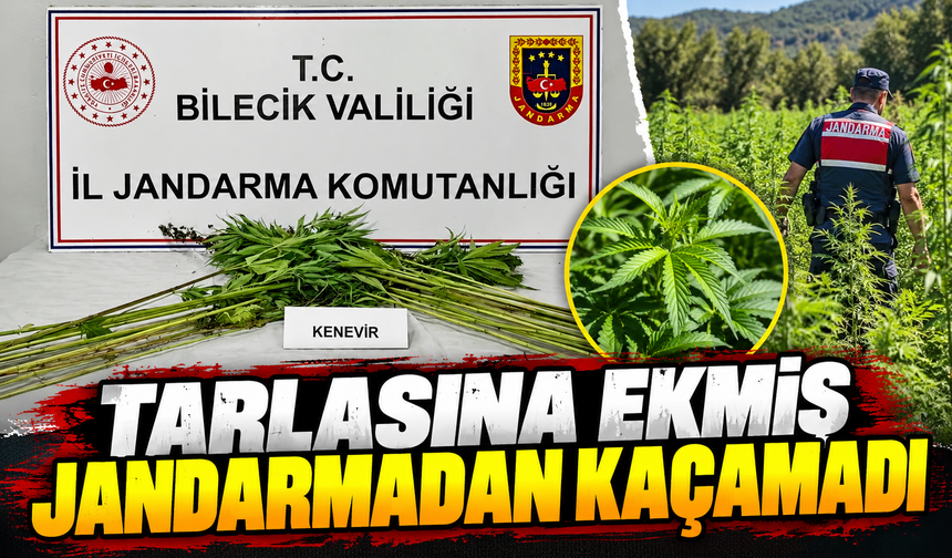 TARLADA EKİLİ HALDE KENEVİR BİTKİSİ ELE GEÇİRİLDİ
