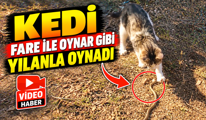 KEDİ, FARE İLE OYNAR GİBİ YILANLA OYNADI