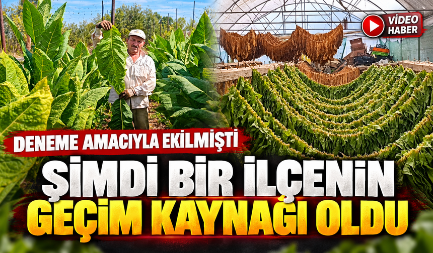 DENEME AMACIYLA EKİLMİŞTİ, ŞİMDİ BİR İLÇENİN GEÇİM KAYNAĞI OLDU