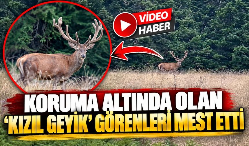 BİLECİK'TE KORUMA ALTINDAKİ 'KIZIL GEYİK' GÖRÜNTÜLENDİ
