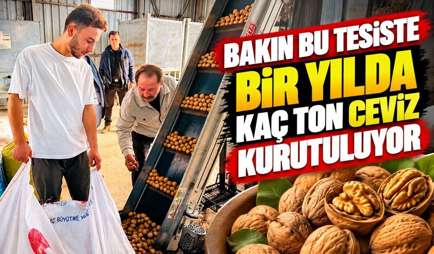 BU TESİSTE YILDA BAKIN KAÇ TON CEVİZ KURUTULUYOR?