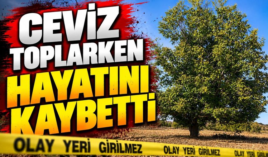 CEVİZ TOPLARKEN HAYATINI KAYBETTİ