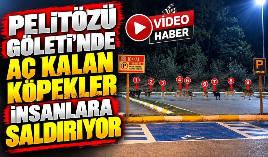 PELİTÖZÜ GÖLPARK'TA KÖPEKLER AÇLIKTAN VATANDAŞLARA SALDIRIYOR