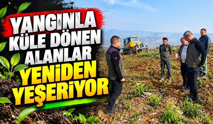 YANGINLA KÜLE DÖNEN ALANLAR YENİDEN YEŞERİYOR