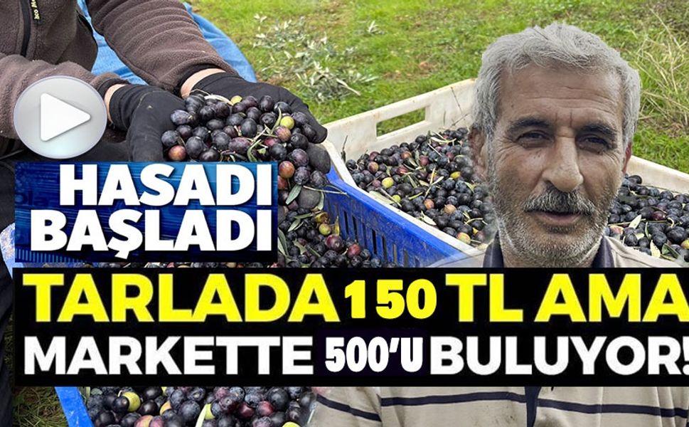 ORTA SAKARYA VADİSİ'NDEKİ MİKROKLİMA ETKİSİNE SAHİP OSMANELİ'NDE ZEYTİNLER HASAT SONA ERDİ