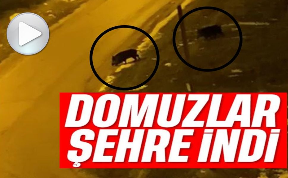 AÇ KALAN DOMUZLAR ŞEHRE İNDİ