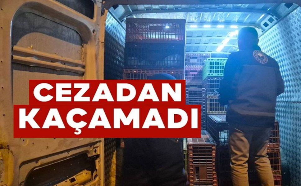 BELGESİZ HAYVAN SEVKİNE 52 BİN 720 TL CEZA