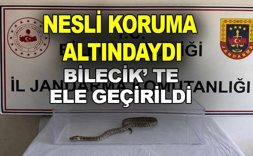 BİLECİK’TE NESLİ TÜKENMEKTE OLAN PİTON YILANI YAKALANDI