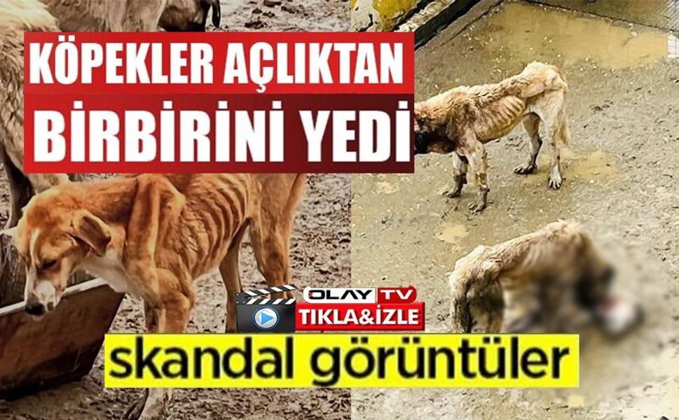 BOZÜYÜK BELEDİYESİ'NE AİT BARINAKTA AÇ KALAN KÖPEKLER BİRBİRİNİ YEDİ
