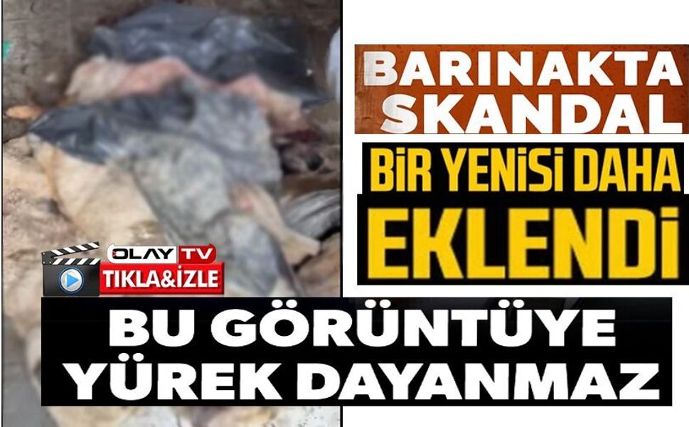 BOZÜYÜK'TEKİ BARINAK SKANDALINA BİR YENİSİ DAHA EKLENDİ