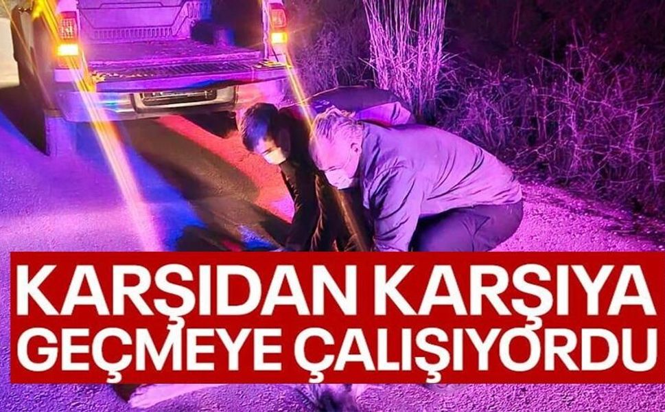 YARALI KÖPEK İHBARINA JANDARMA MÜDAHALE ETTİ