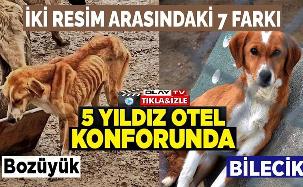 BİLECİK BELEDİYESİ SOKAK HAYVANLARI TEDAVİ VE REHABİLİTASYON MERKEZİ'NDE MUTLU YAŞAM