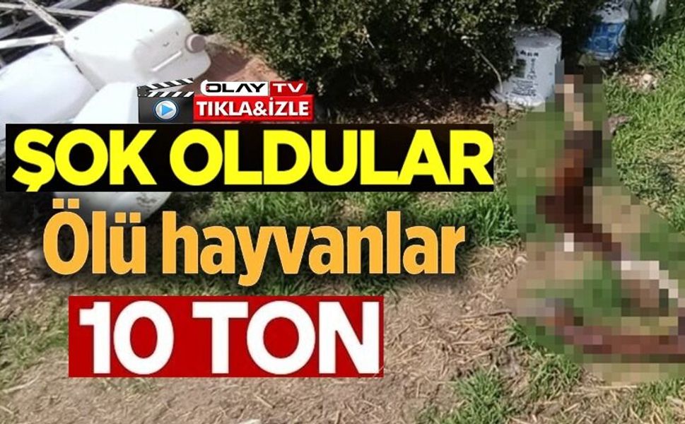 HEPSİ ZABITA EKİPLERİNİN BASKININDA ORTAYA ÇIKTI