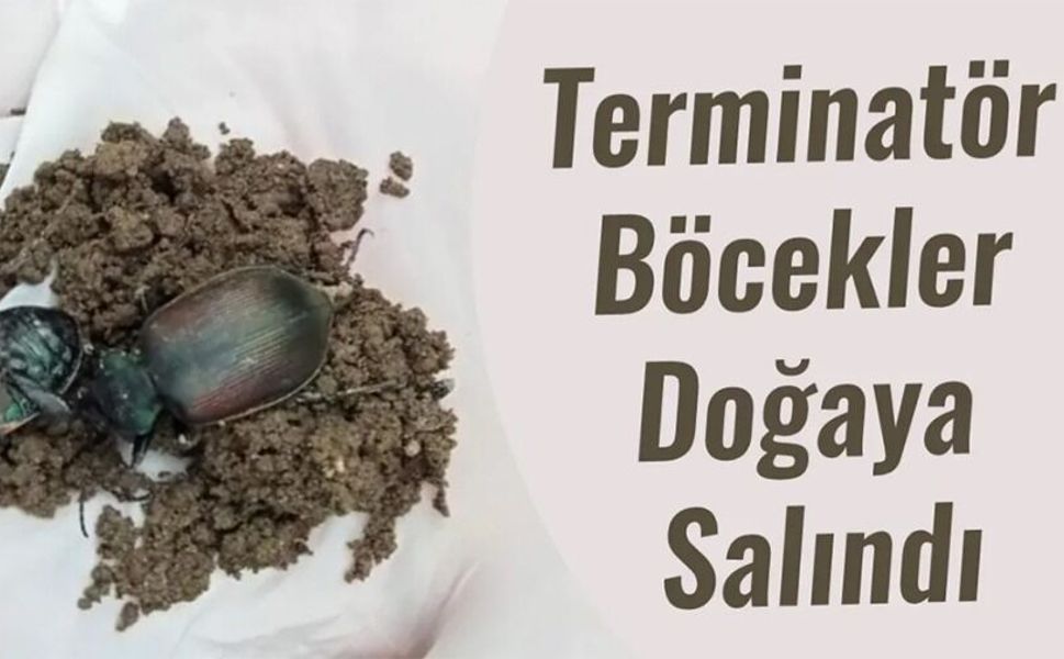 DOĞANIN SESSİZ KAHRAMANLARI GÖREV BAŞINDA