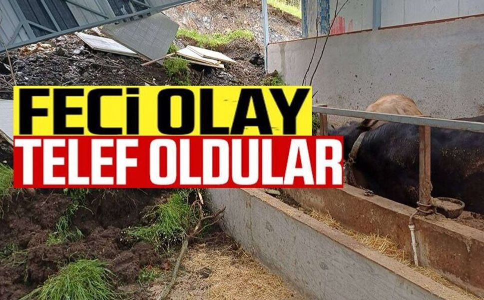 TOPRAK ALTINDA KALAN 4 BÜYÜKBAŞ HAYVANDAN 3'Ü KURTARILAMADI