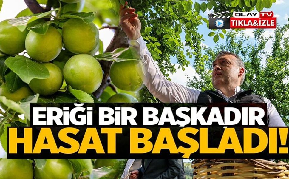 İLK CAN ERİĞİ HASADI BAŞLADI