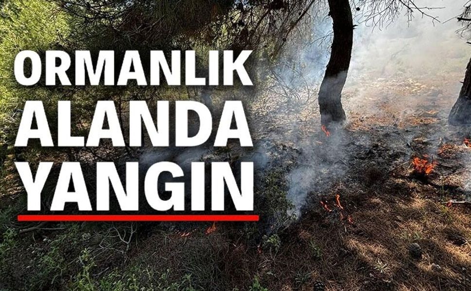 ORMANLIK ALANDA YANGIN ÇIKTI