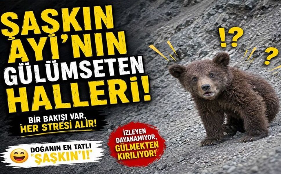 YAMAÇTAN KAYAN AYI GÜLÜMSETTİ