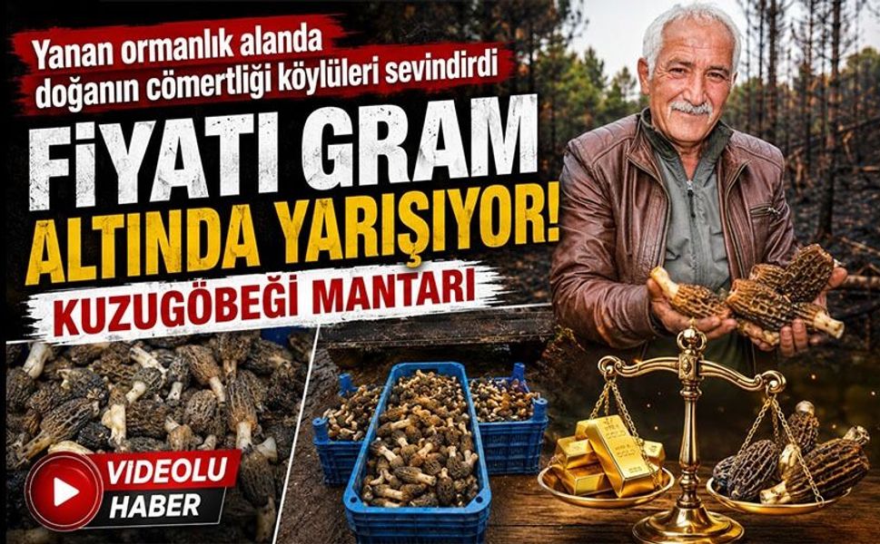 YANAN ORMANLIK ALANDA DOĞANIN CÖMERTLİĞİ KÖYLÜLERİ SEVİNDİRDİ: FİYATI GRAM ALTINDA YARIŞIYOR
