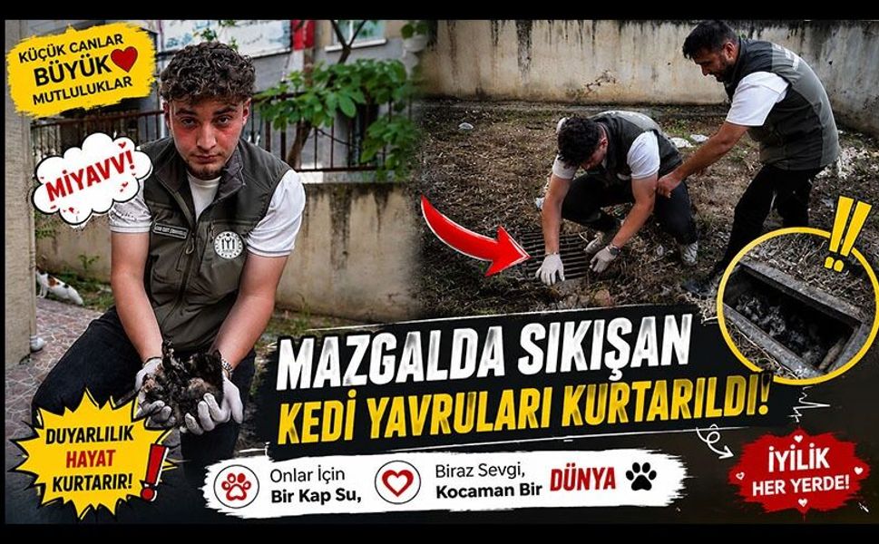 MAZGALDA SIKIŞAN KEDİ YAVRULARI KURTARILDI