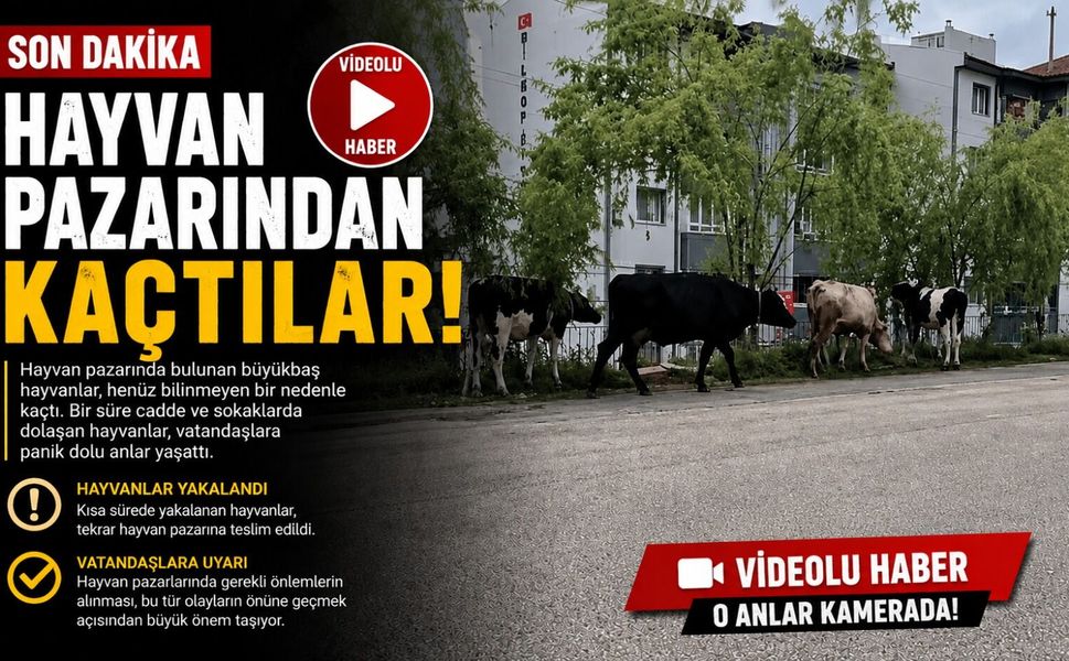 HAYVAN PAZARINDAN KAÇAN BÜYÜKBAŞ HAVANLAR GEZİNTİYE ÇIKTI